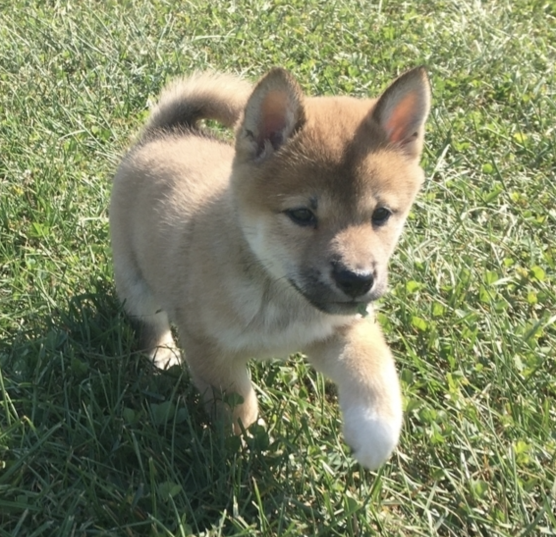 comprar cachorros sanos, baratos y asequibles para la venta